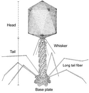 Vectors for moleculars cloning