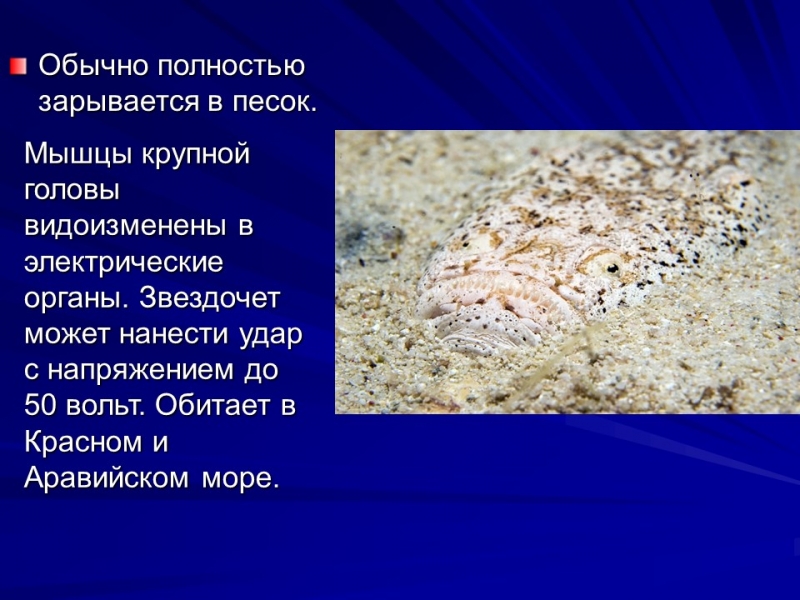 Живущие на дне океана