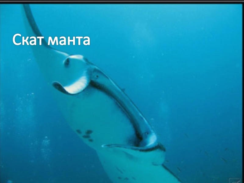 Надкласс рыбы