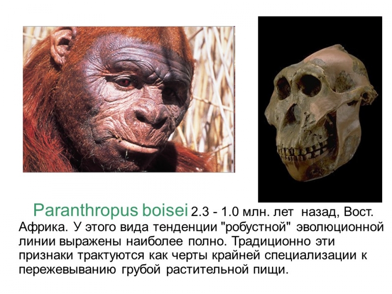Происхождение и эволюция человека Этапы развития