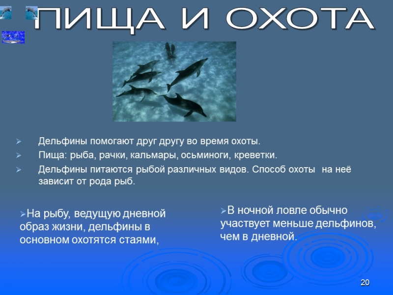 Отряд китообразных
