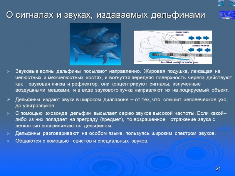 Отряд китообразных
