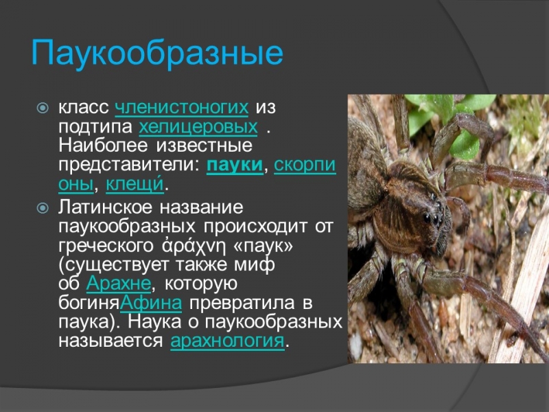 Класс паукообразные