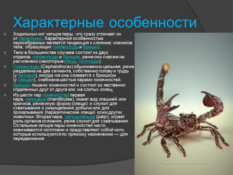 Класс паукообразные