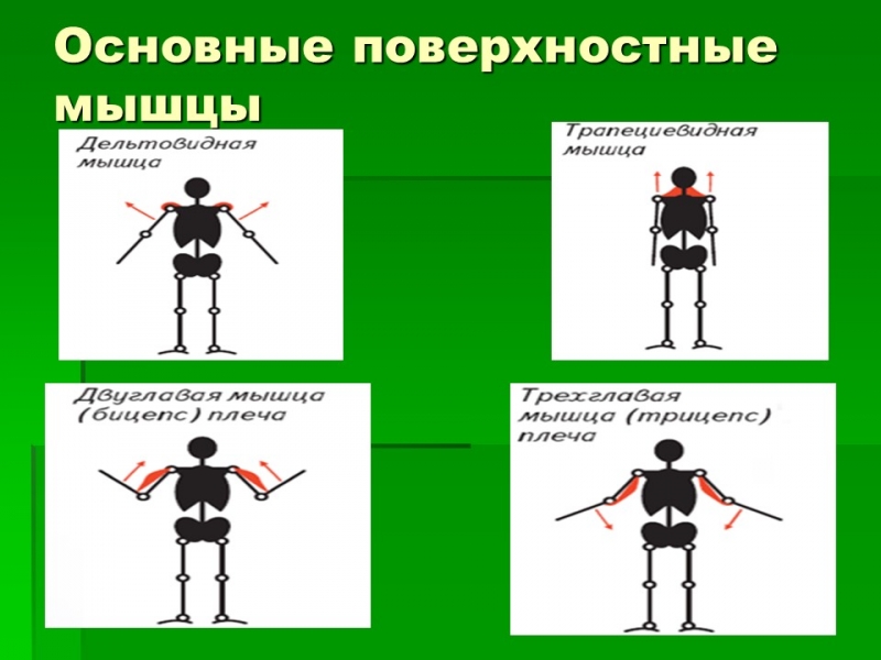 Мышцы как активная часть опорно-двигательной системы