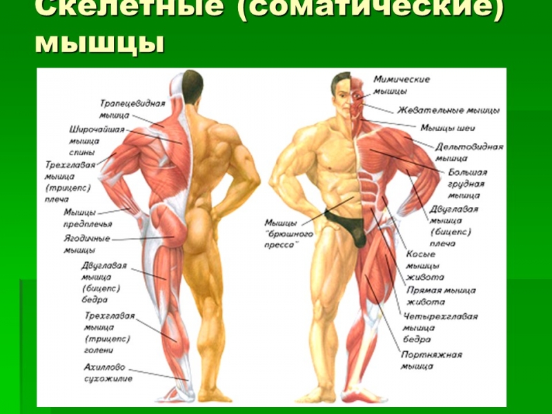 Мышцы как активная часть опорно-двигательной системы