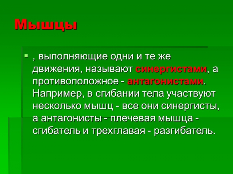Мышцы как активная часть опорно-двигательной системы