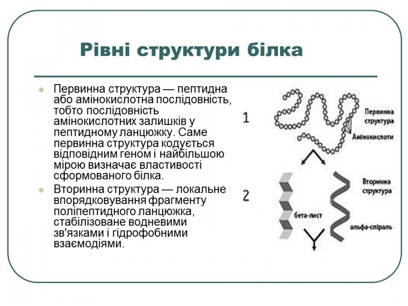 Що таке білки