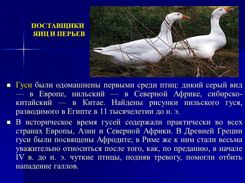 Одомашнивание животных