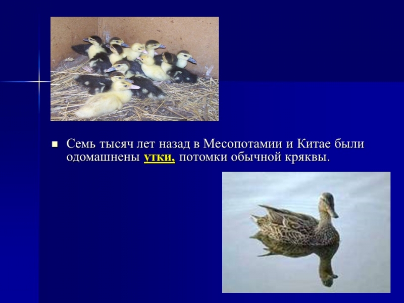 Одомашнивание животных