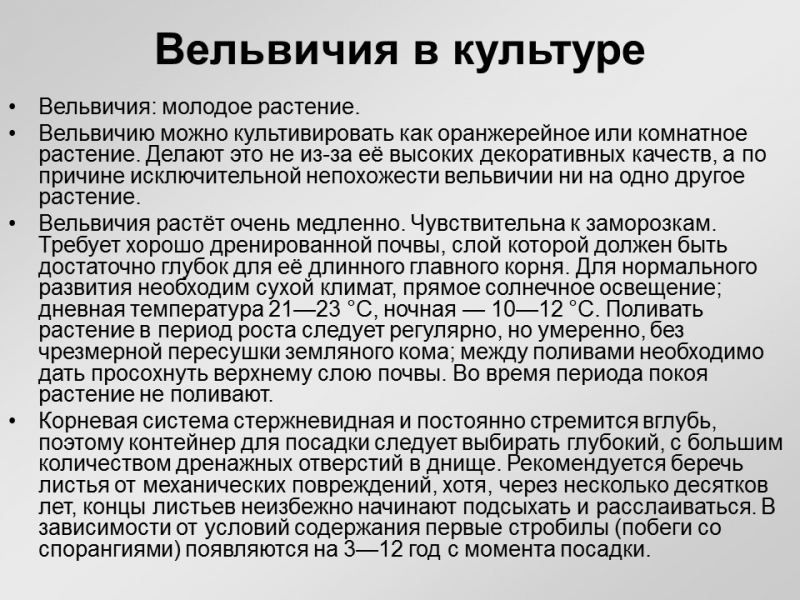 Вельвичия