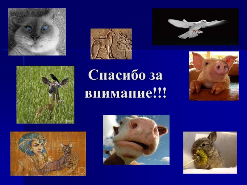 Одомашнивание животных