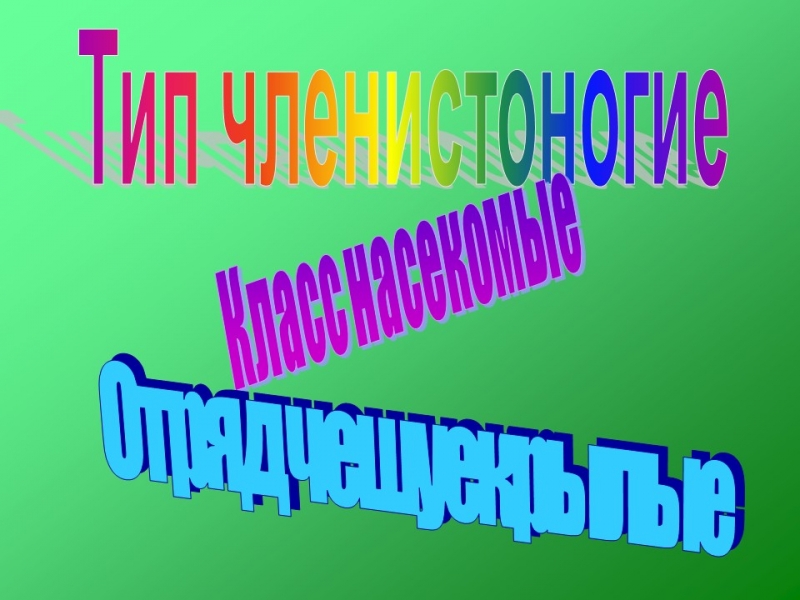 Бабочки