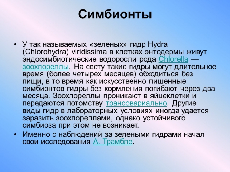 Пресноводный полип гидра