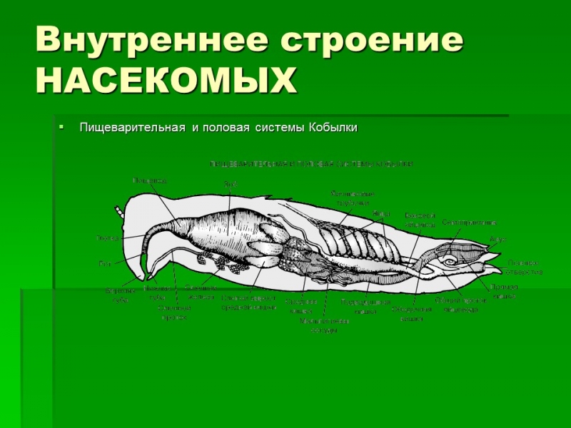 Тип членистоногие