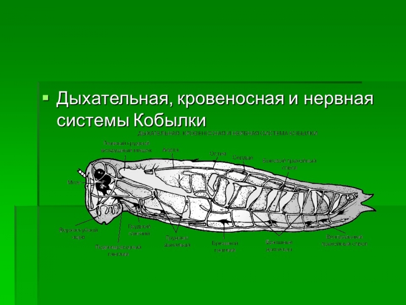 Тип членистоногие