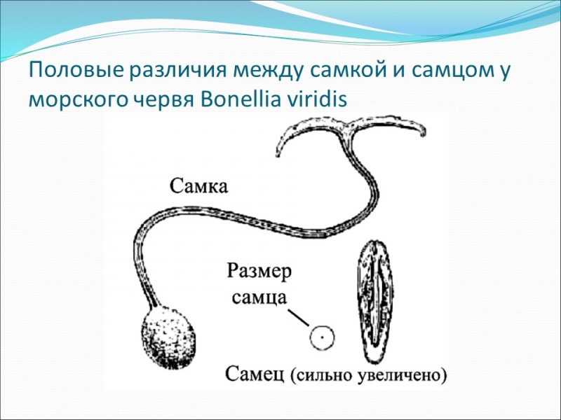 Генетика пола