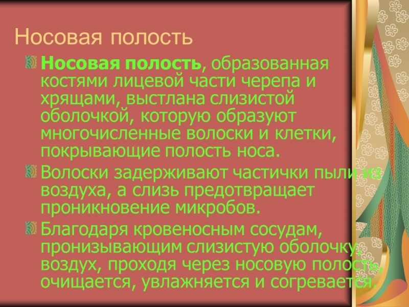 Органы дыхания 2