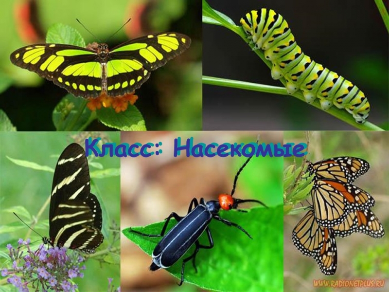 Изучение класса насекомых