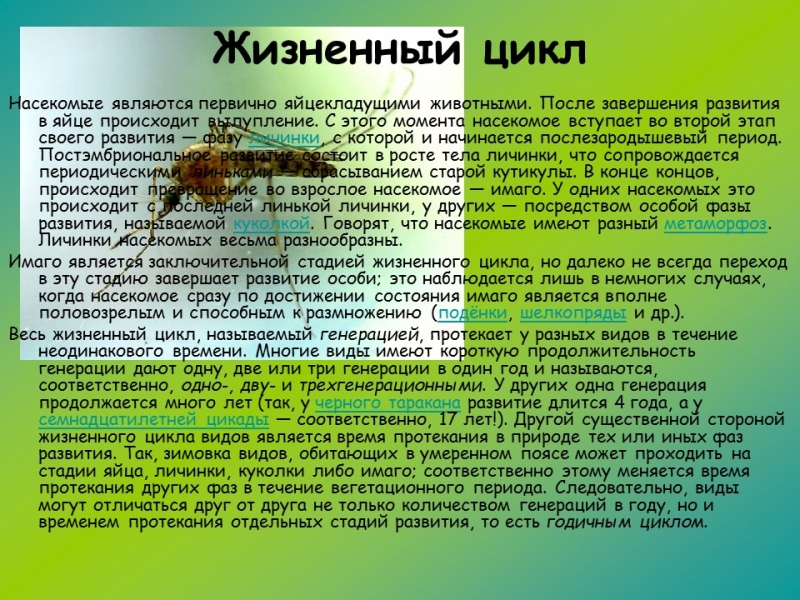 Изучение класса насекомых