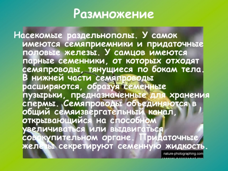 Изучение класса насекомых