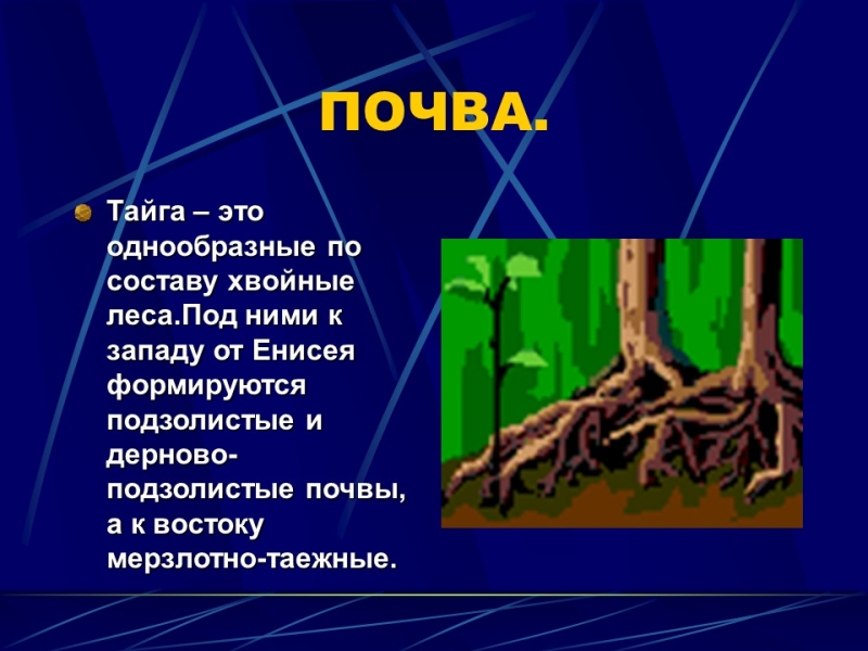 Природные зоны России Тайга