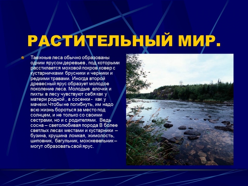 Природные зоны России Тайга