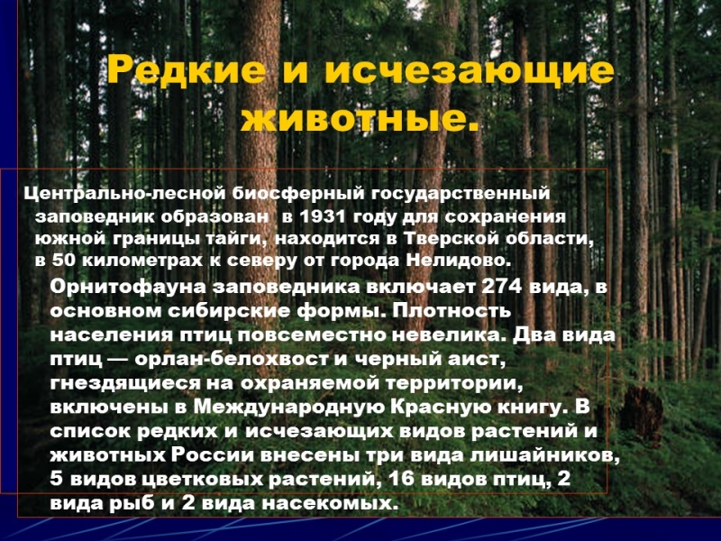 Природные зоны России Тайга