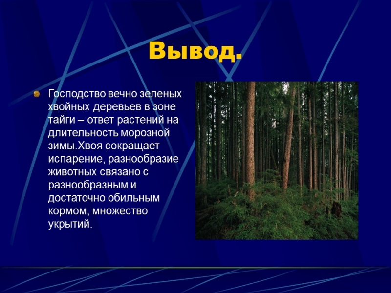 Природные зоны России Тайга