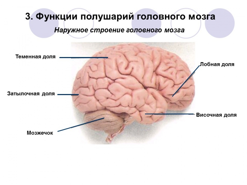 Основы технологии умственного труда