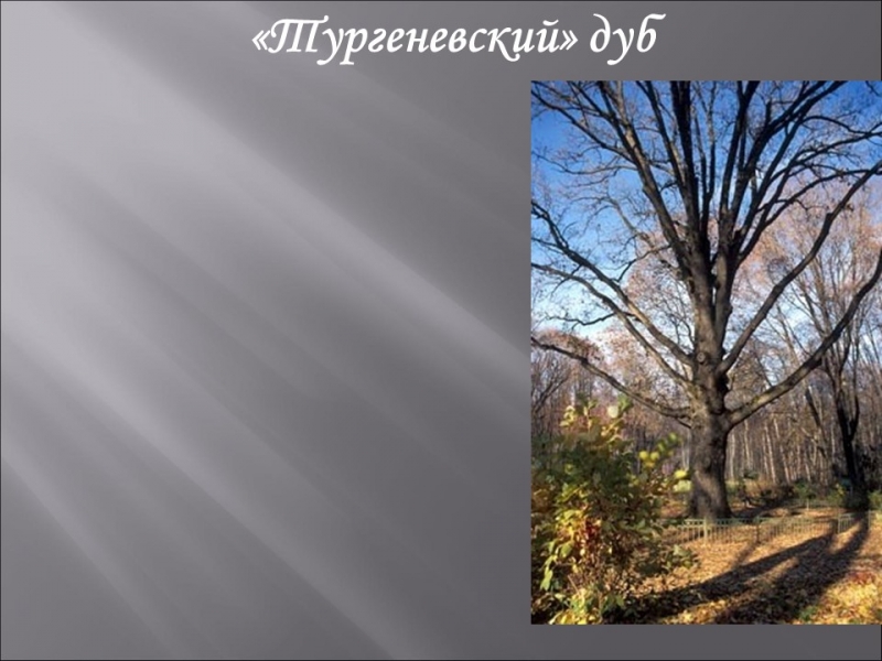 Родина ИС Тургенева