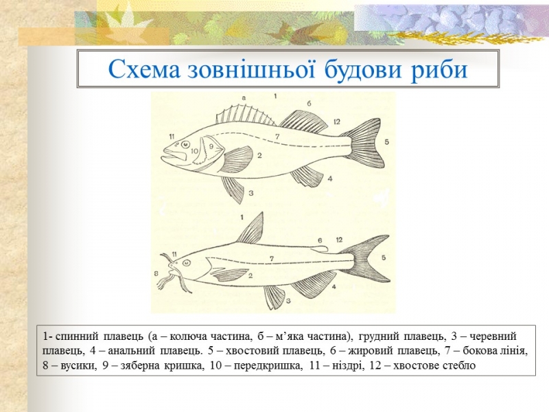 Родини промислових риб