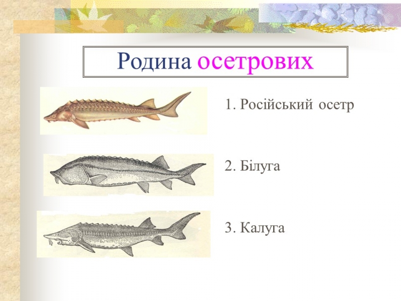 Родини промислових риб
