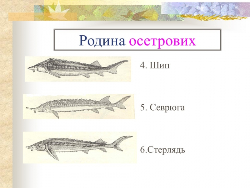 Родини промислових риб