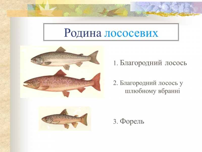 Родини промислових риб