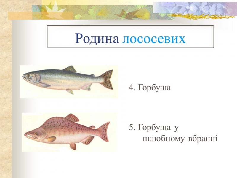 Родини промислових риб