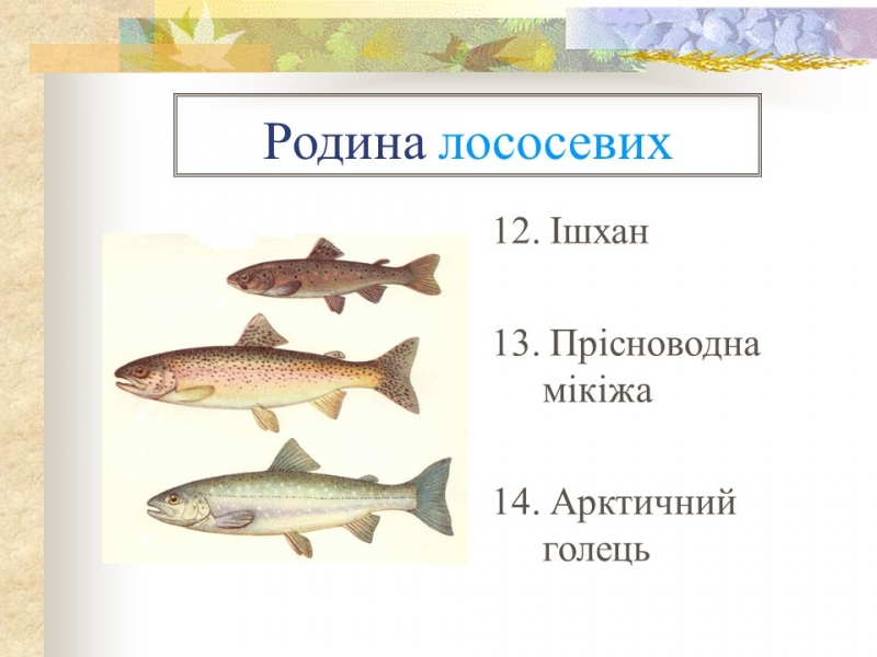 Родини промислових риб