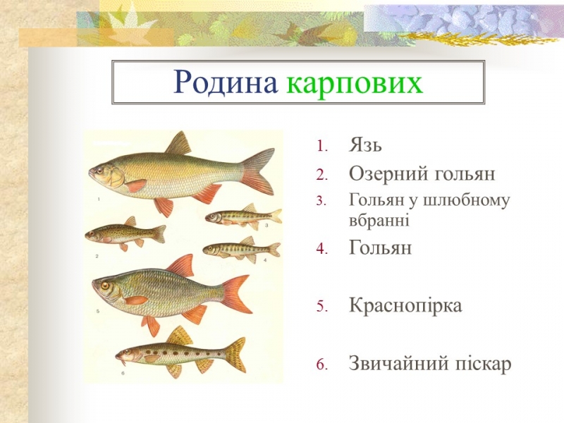 Родини промислових риб