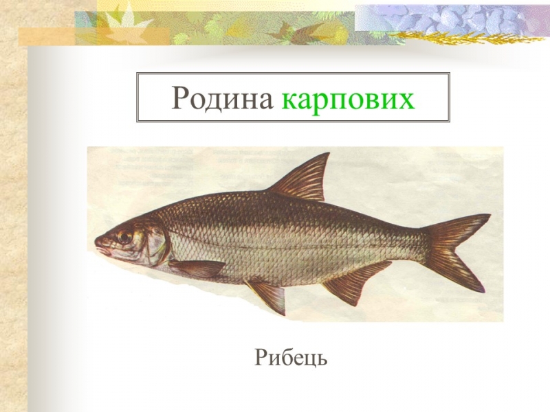 Родини промислових риб