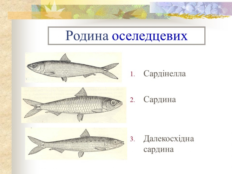 Родини промислових риб